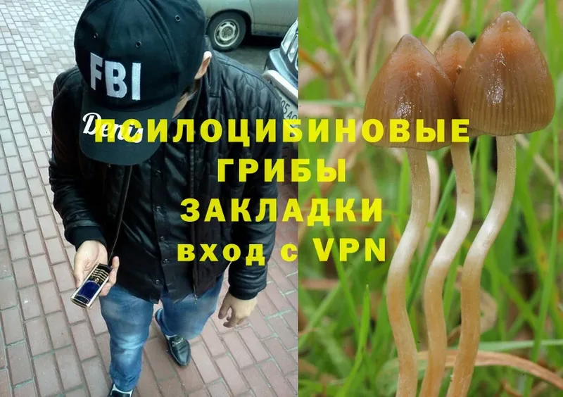 darknet состав  купить наркоту  Змеиногорск  Псилоцибиновые грибы Cubensis 